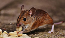 24 Hour & Emergency Exterminators in Tiny Town, KY